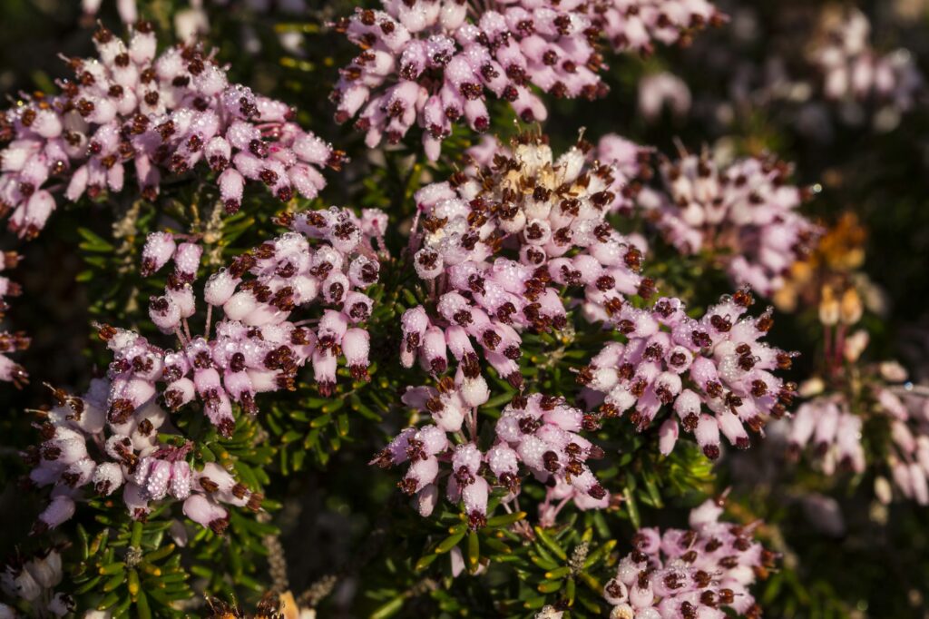 Mediterranean heath, Erica multiflora